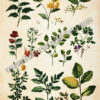 Vintage Botanical Study Poster