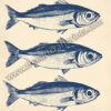 Ocean's Trio: Vintage Sardines Poster - Blue