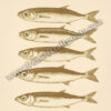 Stacked Sardines Funny Kitchen Decor - Brown