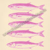 Stacked Sardines Funny Kitchen Decor - Pink