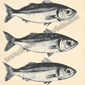 Ocean's Trio: Vintage Sardines Poster - Black