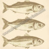 Ocean's Trio: Vintage Sardines Poster - Brown