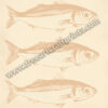 Ocean's Trio: Vintage Sardines Poster - Neutral