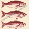 Ocean's Trio: Vintage Sardines Poster - Red